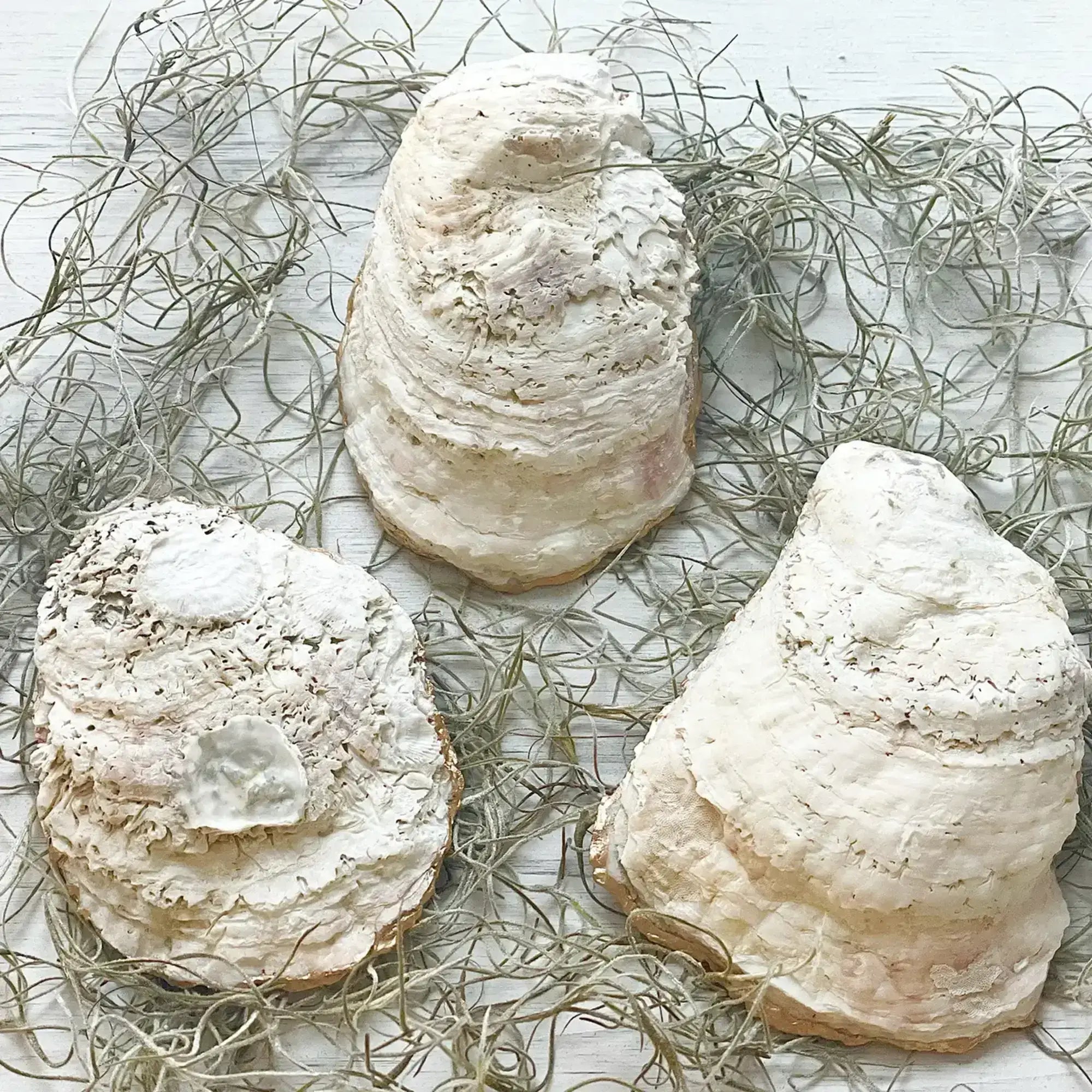 Flamingo Oyster Trinket Dish – Alicia DiMichele Boutique