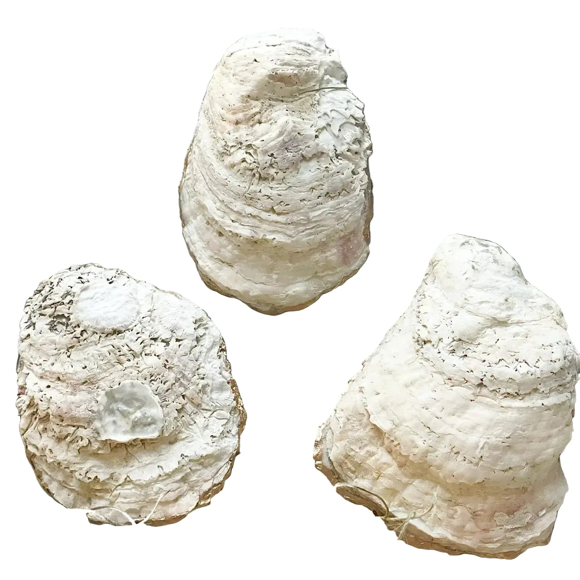 Flamingo Oyster Trinket Dish – Alicia DiMichele Boutique