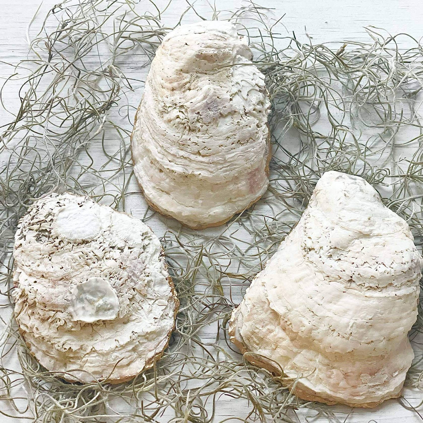 Seahorse Oyster Trinket Dish – Alicia DiMichele Boutique