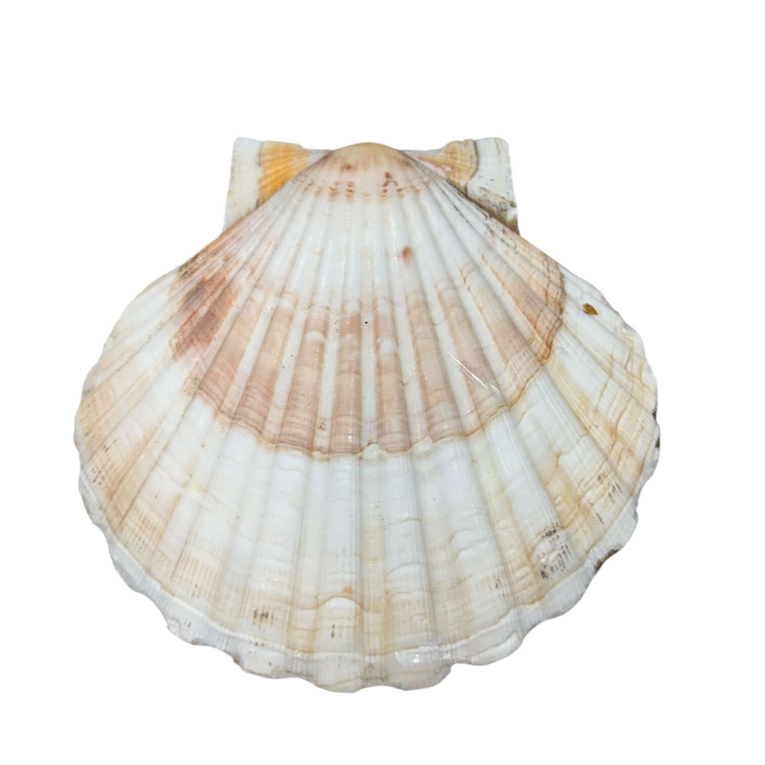 Crab Shell Trinket Dish – Alicia DiMichele Boutique