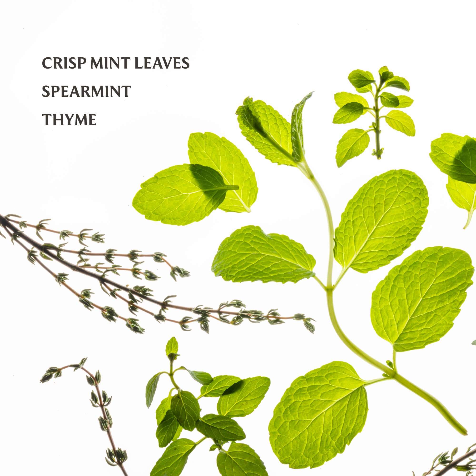 Touchland Power Mist Hand Sanitizer – Alicia DiMichele Boutique