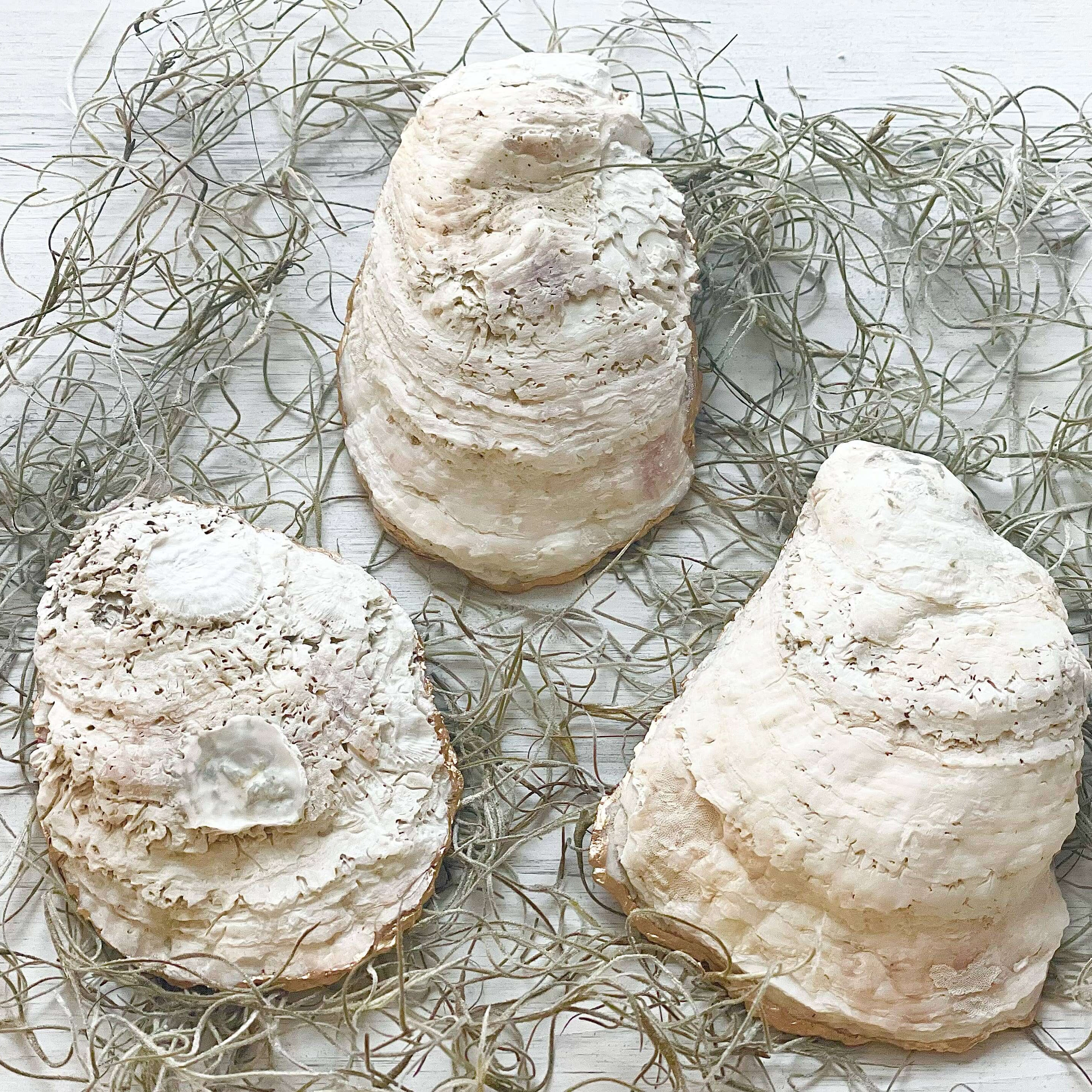 Red Crabs Oyster Trinket Dish – Alicia DiMichele Boutique