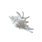 White seashell clip on a white background