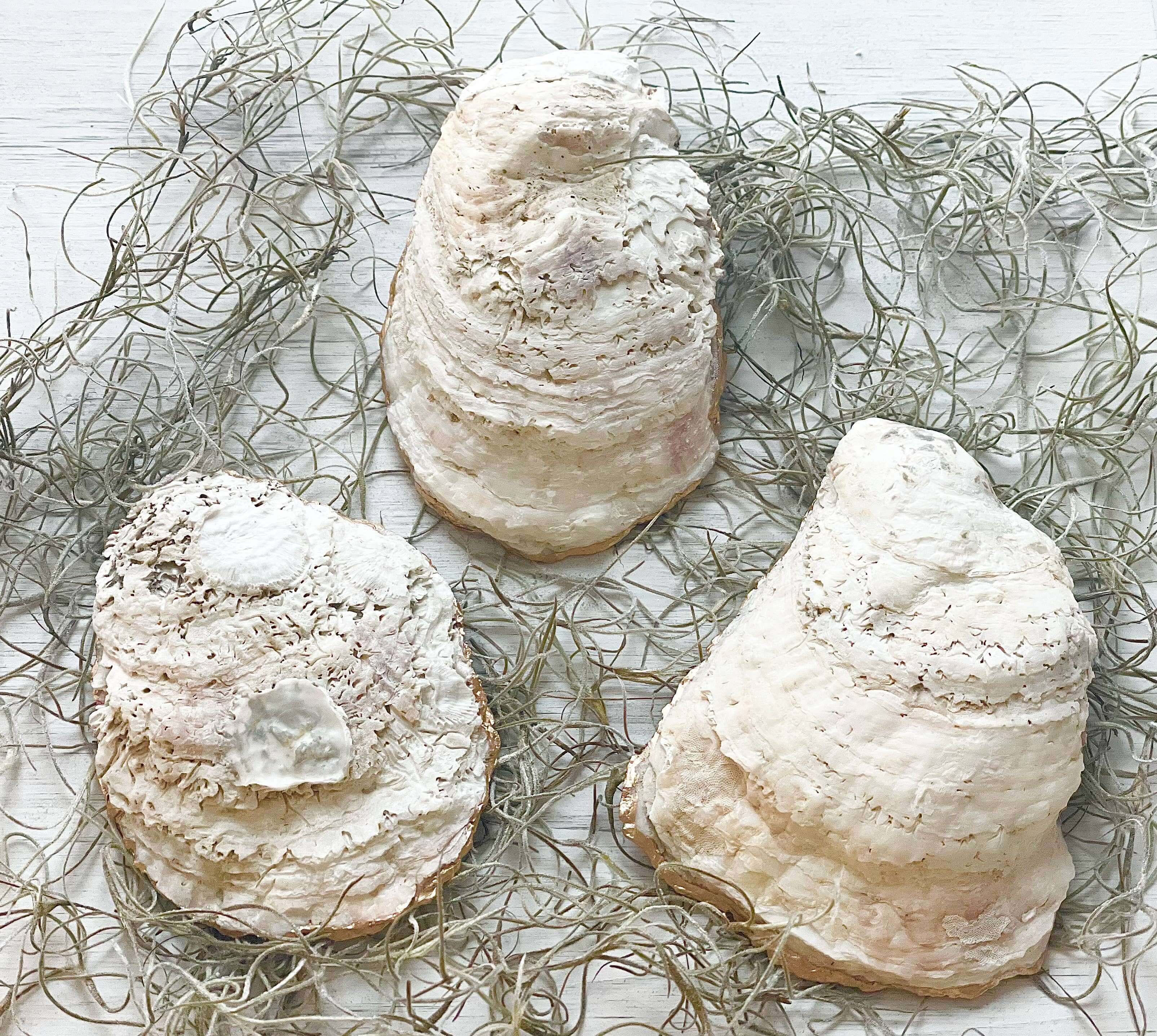 Blue Lobster Oyster Trinket Dish – Alicia DiMichele Boutique